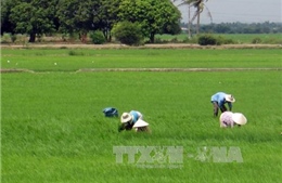 Lúa mùa Ninh Thuận bị sâu bệnh tấn công
